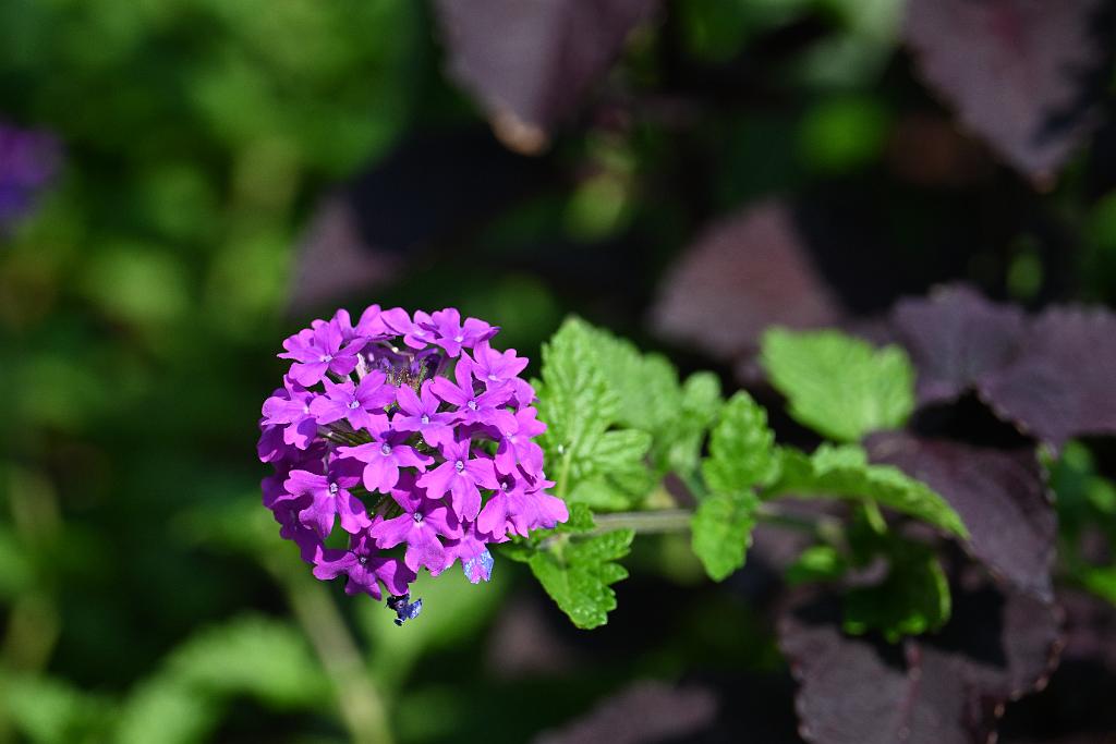 2025-08039891 Tower Hill Botanic Garden, MA.JPG - Verbena. New England Botanic Garden at Tower Hill, MA, 8-3-2025